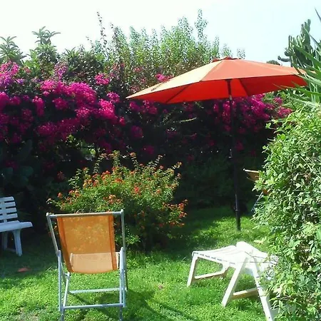 Bouganvillea Noto