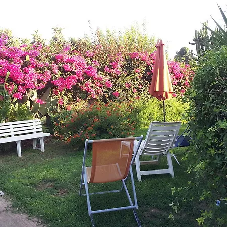 Bouganvillea
